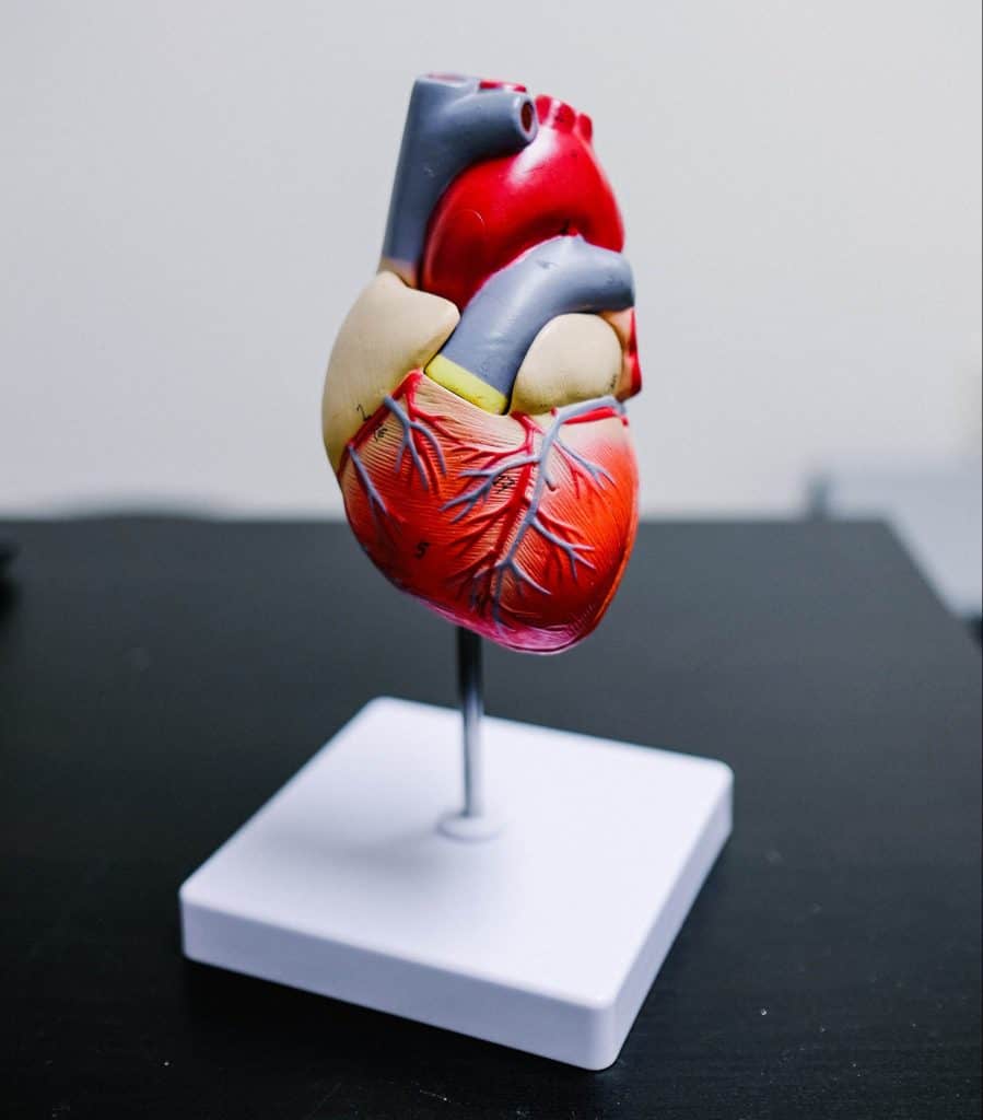 Realistic model of a human heart.